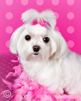 image of Bella